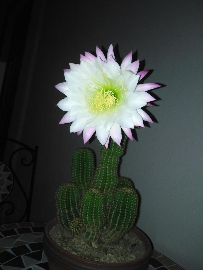 Angolo Fiorito